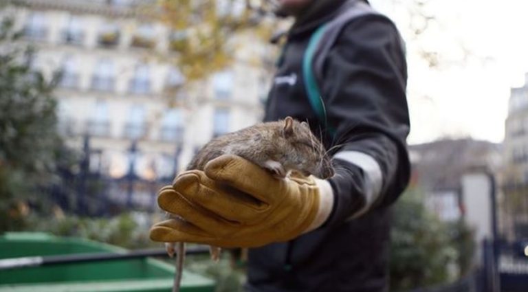 “فضيحة” في باريس… الجرذان تنتشر وتصل إلى معاطفكم! (فيديو)