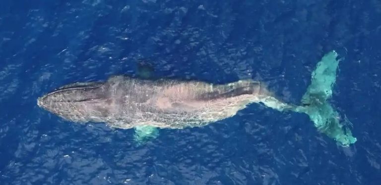 سافر 5 آلاف كيلومتر بظهر مكسور.. رسالة حزينة عن حوت “سيموت قريبا”