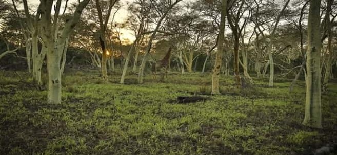 لديك عيون الصقر.. إذا عثرت على الزرافة بالغابة خلال 7 ثوانٍ فقط
