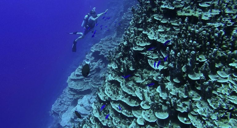 بالفيديو – هذا ما اصطدمت به البعثة الاستكشافية في أعماق المحيط الهادئ!