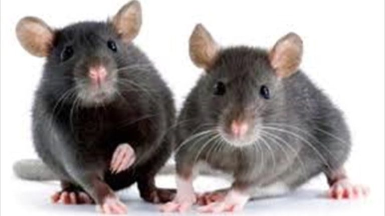 رغم إحضار قطة زعيمة مجلس العموم.. الفئران تغزو البرلمان البريطاني!