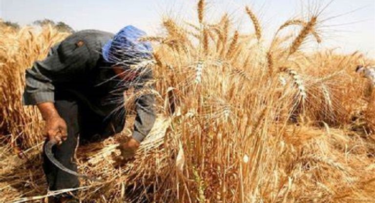 المزارعون يتخلون عن زراعة القمح