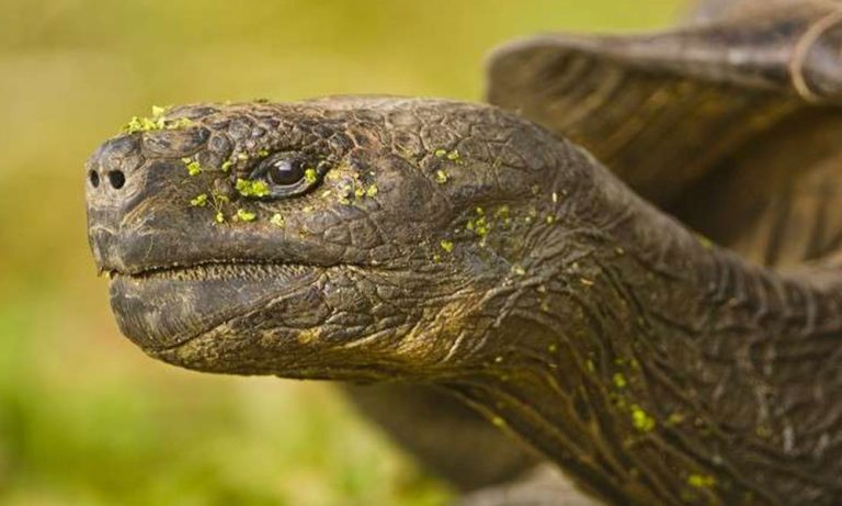في لبنان… سلحفاة برأسين وجسمين متلاصقين! (صورة)
