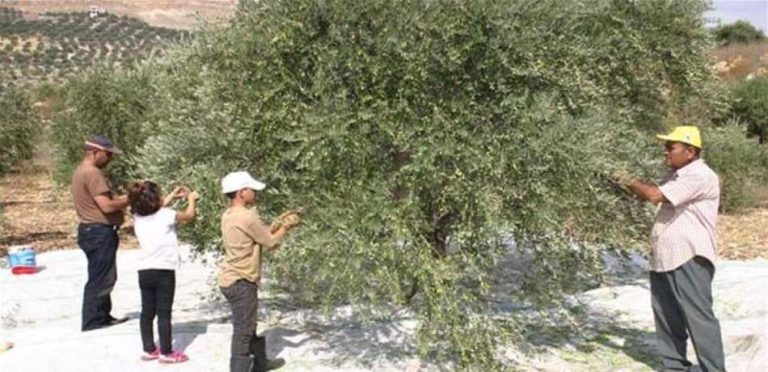 بطرق إحتيالية.. سرقة الزيتون إلى إزدياد في لبنان