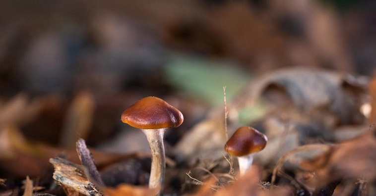 فطر يأكل الدماغ ويحول ضحيته إلى “زومبي”؟