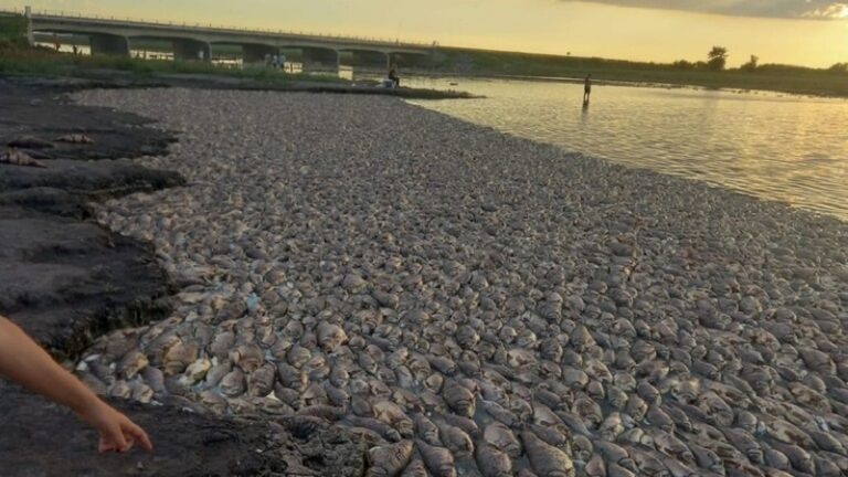 بالفيديو: 40 طناً من الأسماك النافقة في الأرجنتين