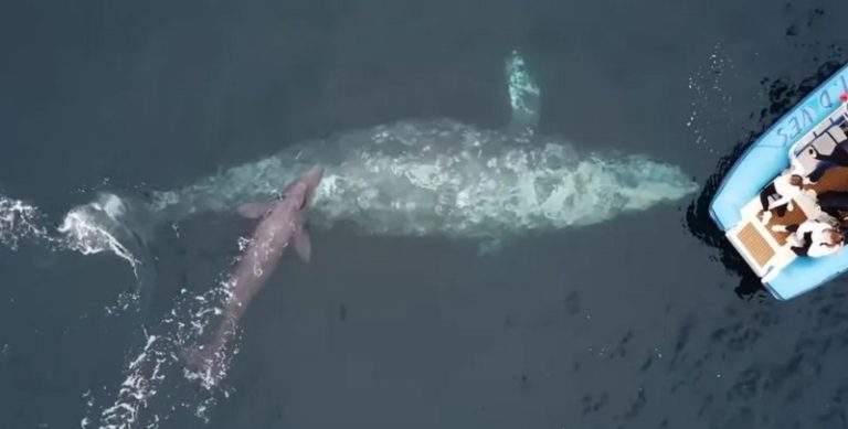 بالفيديو: سياح يوثقون ولادة حوت