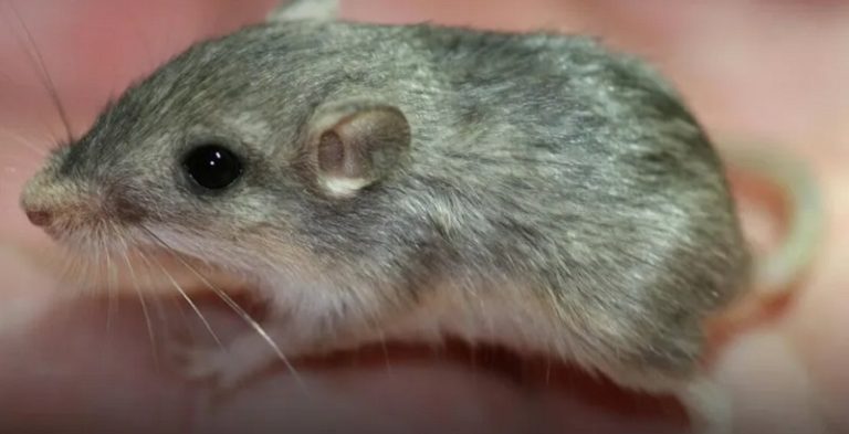 أكبر فأر بالعالم يستعد لدخول “غينيس”.. كم يبلغ عمره؟