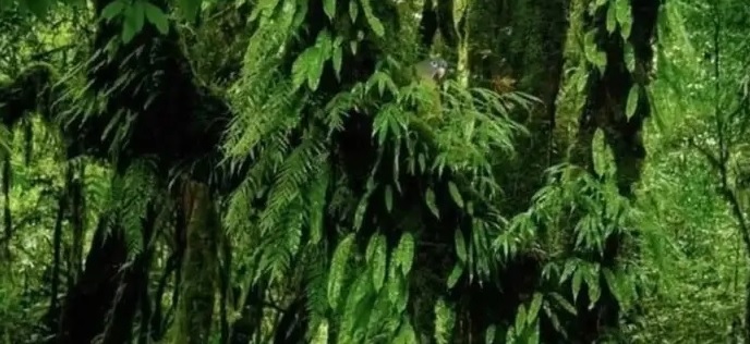 لديك عيون الصقر إذا عثرت على الببغاء بين الأشجار في 5 ثوانٍ