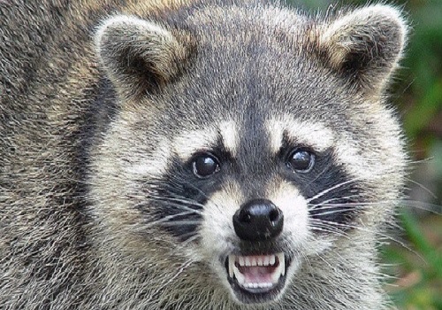 ضيف غير مدعو يثير ذعرا.. راكون يقتحم اجتماعا مهما! (فيديو)