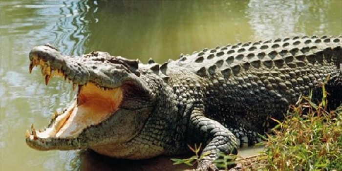 بالفيديو… تمساح أعاد جثة طفل غرق وفشل أهله بالعثور عليه!