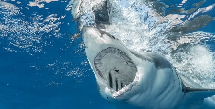 مقتل غواص في هجوم عنيف لسمكة قرش