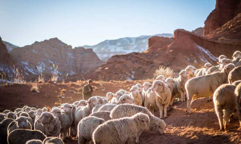 تدهور في قطاع “الماشية”.. وصعوبة في تصريف الحليب