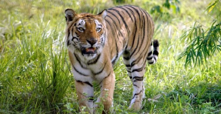 بالفيديو ـ نمر يهاجم عمالاً وسكانًا في الهند!