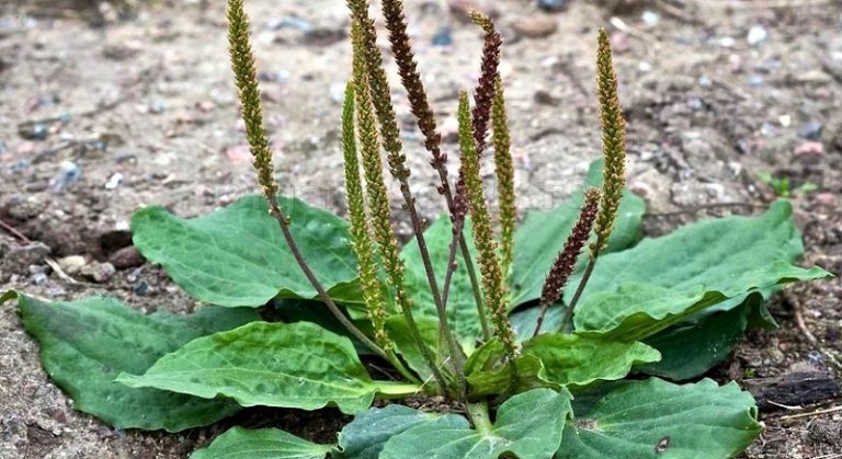 نبتة “لسان الحمل البيضوي”.. تحسن صحة الأمعاء