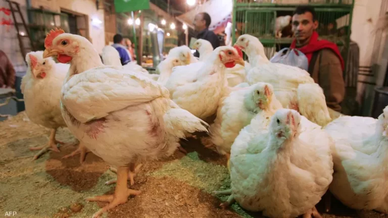 رئيس نقابة الدواجن: لإيقاف الإستيراد حالياً حماية للإنتاج الوطني