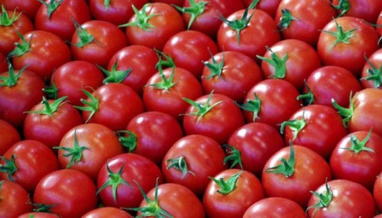 الطماطم “سلاح علاجي” بمجرد تناول حبة منها يومياً