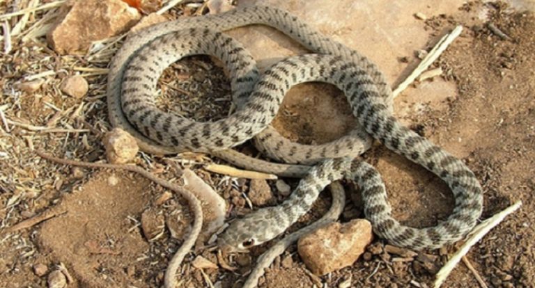 بالسعودية.. سكان هجروا منازلهم خوفاً من الثعابين