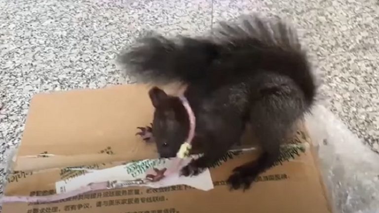 بالفيديو: الصين تستخدم السناجب لكشف المخدرات