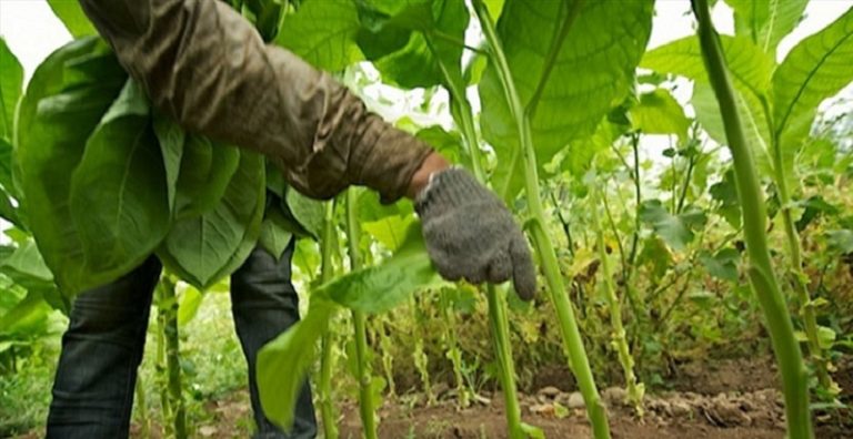 مزارعو التبغ والتنباك: للمشاركة بإضراب 8 شباط