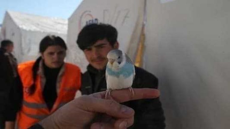 في تركيا.. ببغاء تنقذ أسرة من الزلزال