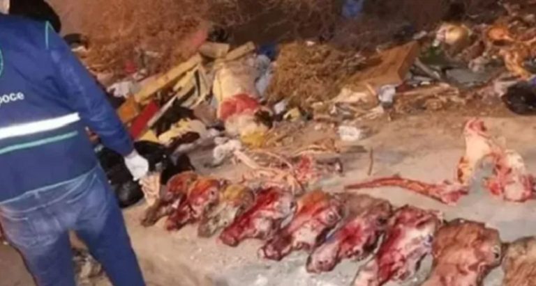 العثور على رؤوس وبقايا حمير مذبوحة ولحومها بالأسواق