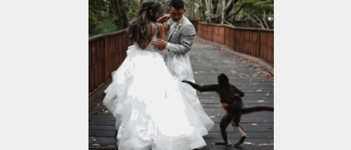 اقتحام غير متوقع.. هذا ما حصل مع عروسين في حفل زفاف (فيديو)