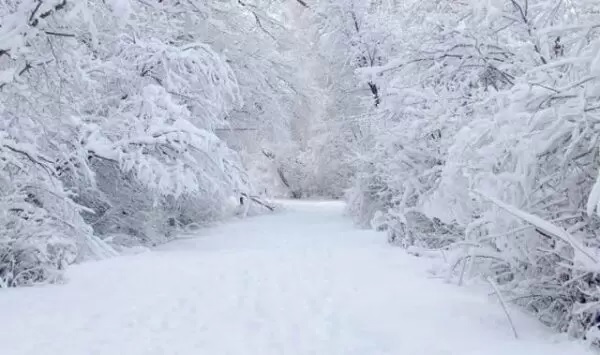 بالصّورة: احتجزتهم الثّلوج داخل سيّارتهم!