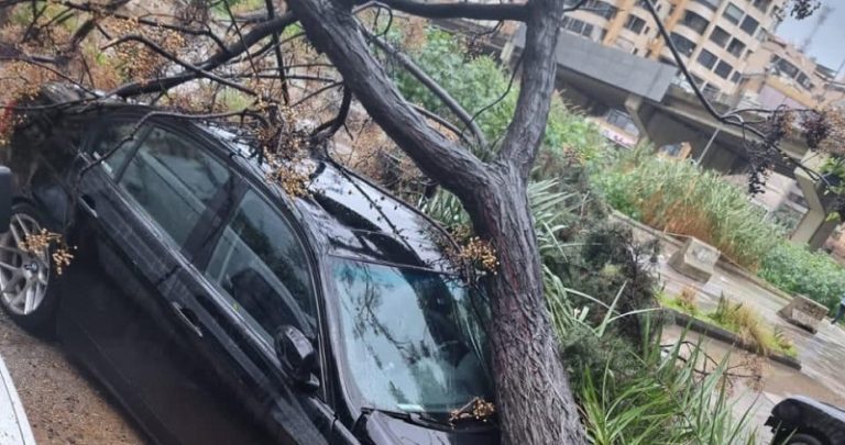 بالصورة: سقوط شجرة معمرة بالضاحية الجنوبية