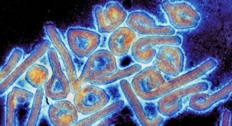 يقتل نحو 90 في المئة من المصابين به.. فيروس “ماربورغ الفتاك” قابل للعلاج؟