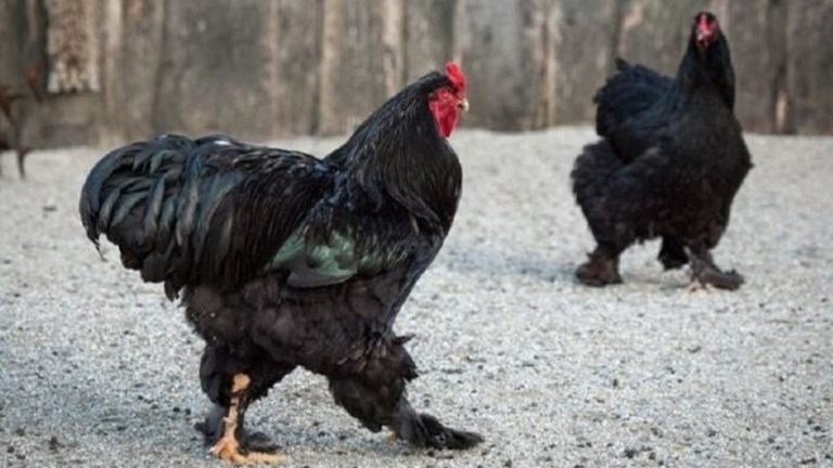 جريمة قتل.. والمتهم “دجاجة”