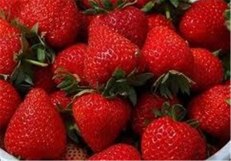 إليكم فوائد تناول الفراولة على صحة الإنسان