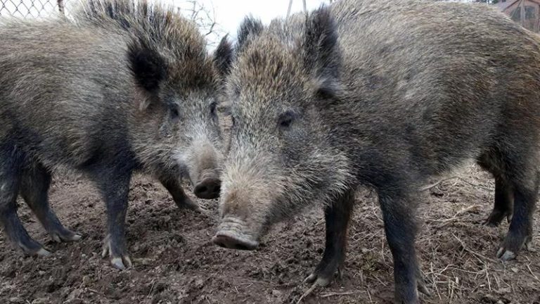 الولايات المتحدة مهددة.. “الخنازير الخارقة” تقترب