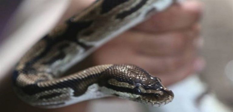 ثعبان في مقعد مرحاض الحمام