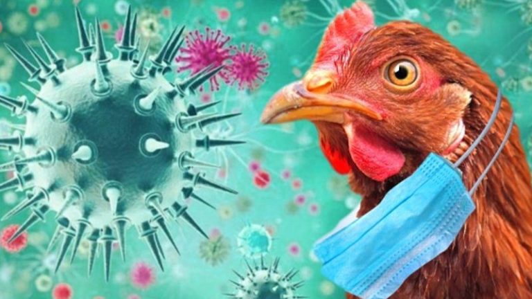 انفلونزا الطيور