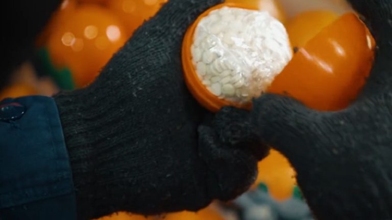 بالفيديو: مخدرات داخل الطماطم والرمان في السعودية