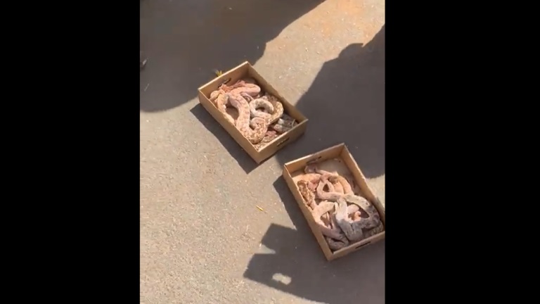 بالفيديو: توقيف مواطن يبيع عقارب وأفاعي بالمزاد