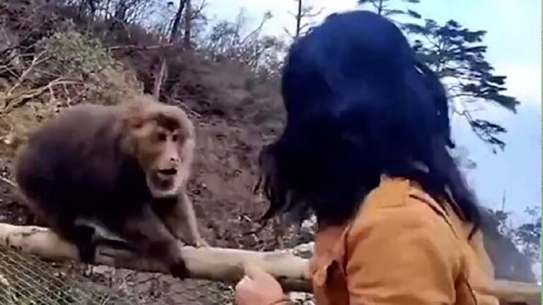 بالفيديو: مصارعة بين رجل وقردين