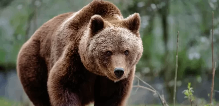 بالفيديو: دبّ هارب بتجول في تركيا