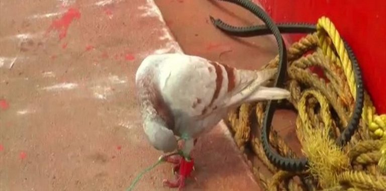 العثور على “حمامة جاسوسة” في الهند