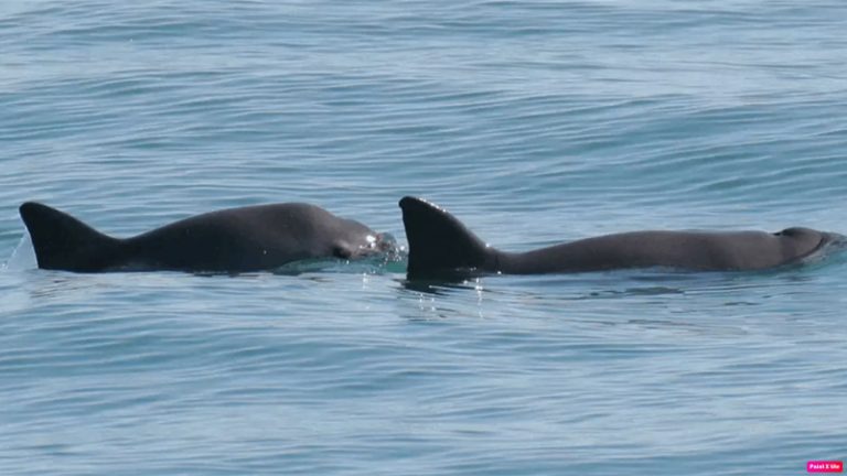 عقوبات على المكسيك لعدم توفيرها الحماية اللازمة لخنازير البحر