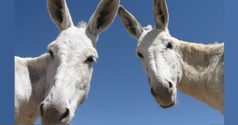 بالفيديو: دعوات لأكل لحوم الحمير في مصر