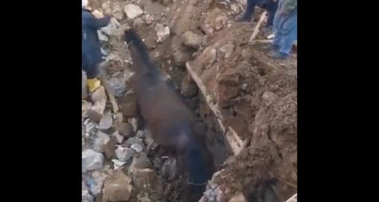 بالفيديو: إنقاذ حصان على قيد الحياة تحت أنقاض الزلزال