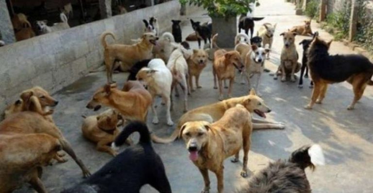 مأوى للكلاب الشاردة في بعلبك