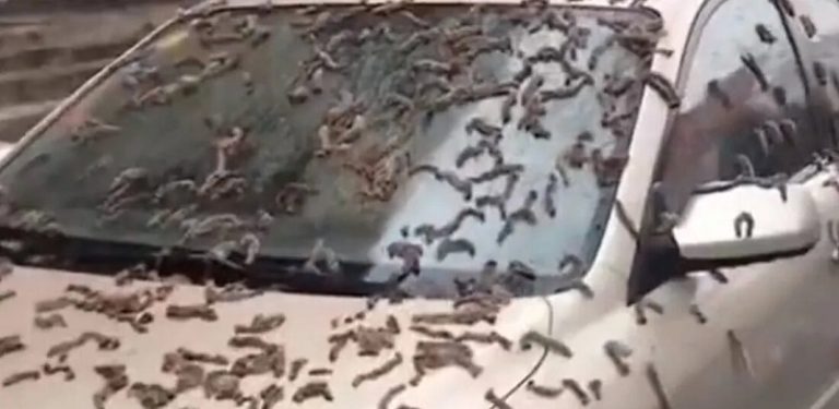 بالفيديو.. السماء تمطر ديداناً!