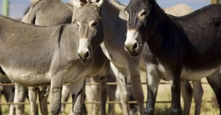 العثور على “حمير مذبوحة” في مصر.. ومخاوف من لحوم المطاعم!