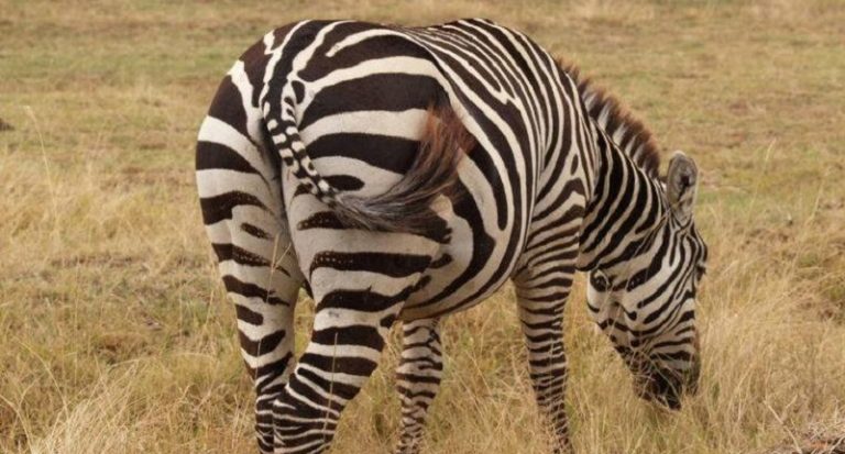 الشرطة الأميركية تقتل حماراً وحشياً