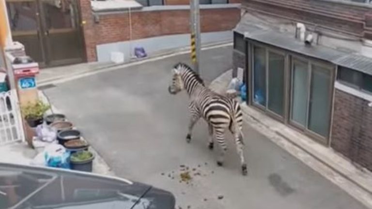 بالفيديو.. حمار هارب يتجول في الشوارع