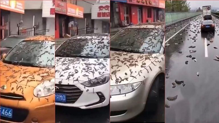 بالفيديو: ديدان تمطر من السماء في الصين