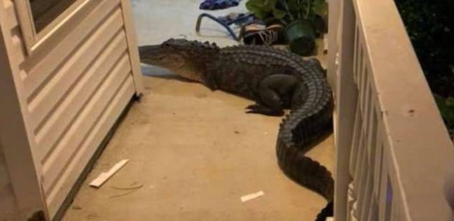 تمساح يطرق باب منزل!